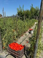 La Carmela San Marzano D.O.P. Tomaten - 400g